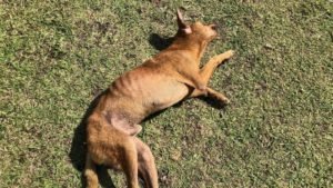 On les retrouve partout