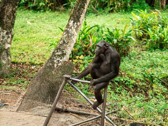 Transfert réussi d’un chimpanzé par SETRAG vers la Fondation Lékédi Biodiversité