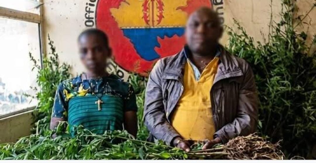 IMG-20260801-WA0025-1 Woleu-Ntem : l’Oclad démantèle une plantation de cannabis estimée à 4,5 millions de FCFA