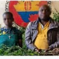Woleu-Ntem : l&rsquo;Oclad démantèle une plantation de cannabis estimée à 4,5 millions de FCFA