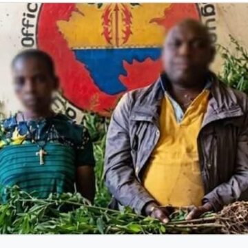Woleu-Ntem : l&rsquo;Oclad démantèle une plantation de cannabis estimée à 4,5 millions de FCFA