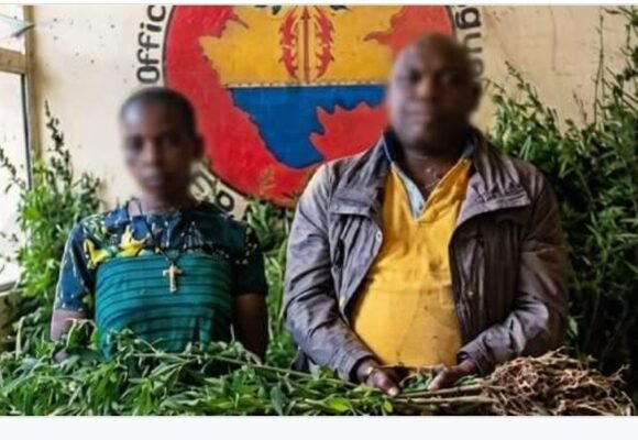 IMG-20260801-WA0025-1 Woleu-Ntem : l’Oclad démantèle une plantation de cannabis estimée à 4,5 millions de FCFA