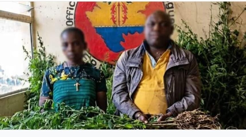 Woleu-Ntem : l&rsquo;Oclad démantèle une plantation de cannabis estimée à 4,5 millions de FCFA