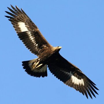 Mont de Cristal : Elle veut protéger un enfant de 2 ans, un aigle s’en prend à elle