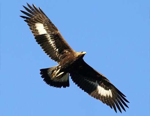 Mont de Cristal : Elle veut protéger un enfant de 2 ans, un aigle s’en prend à elle